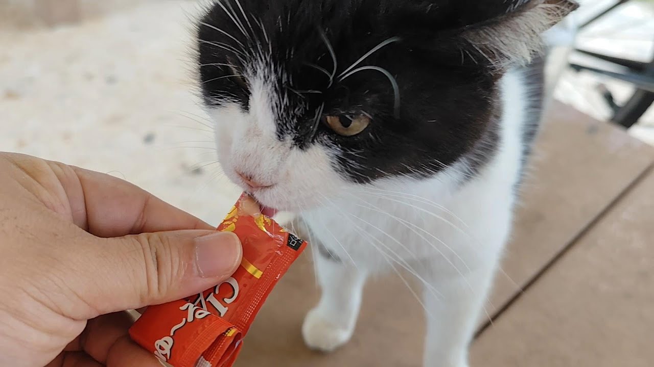 2026.1.1 猫巡り ビーチ猫のみなみちゃんに美味しいカリカリと大好きなウェットフードを