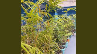 Hati Kita Selalu Bersama