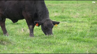 Cattle Producers Navigate Inventory Challenges by Farm Monitor 132 views 1 month ago 3 minutes, 15 seconds