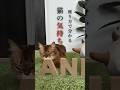 座り方で分かる猫の気持ち