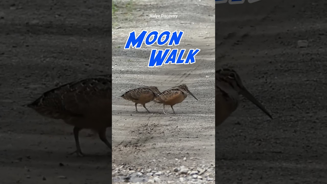 Woodcock Birds Are Dancing