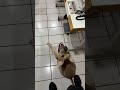 #perros #canilla #cachorrosdivertidos #mascotas #miradacanina #perritos #funny #perritos