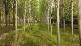 13701564 1920 1080 30fps