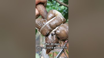 How to air layering mango tree in short video #grafting #graftingexamples #mango #mangotrees