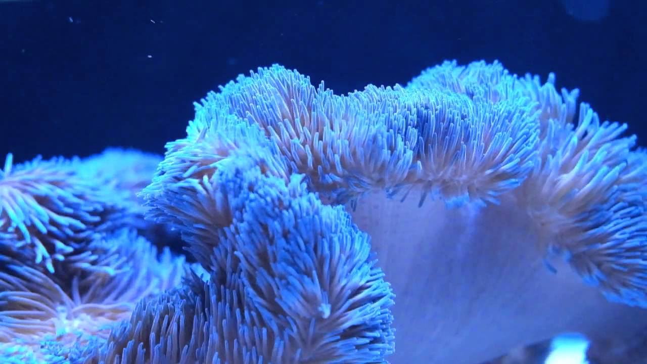 Blue Gigantea Anemone - YouTube