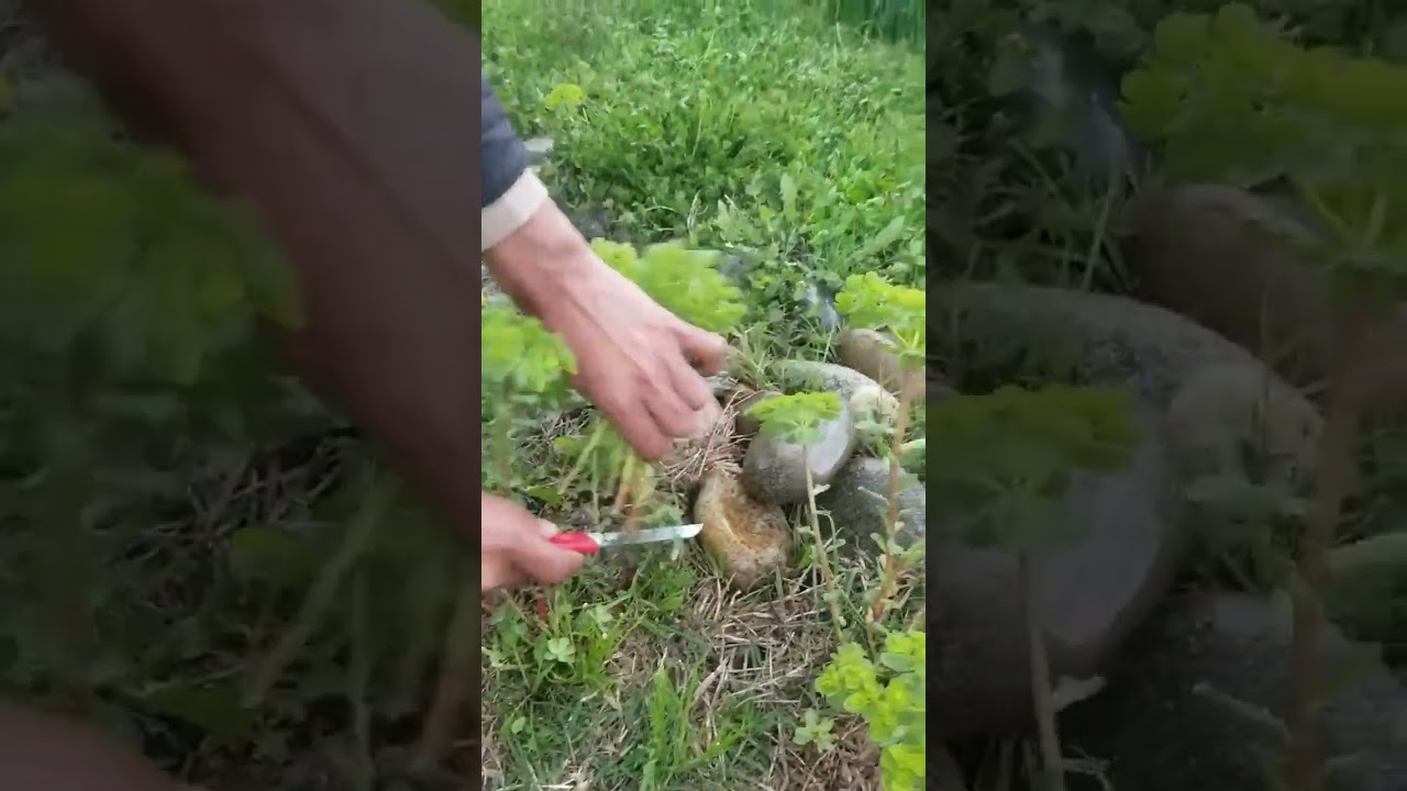 Sustainable Foraging in the Wild