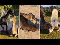 ALL DINOSAURS SOCIALIZING (Dominion Biosyn Expansion DLC) - Jurassic World Evolution 2