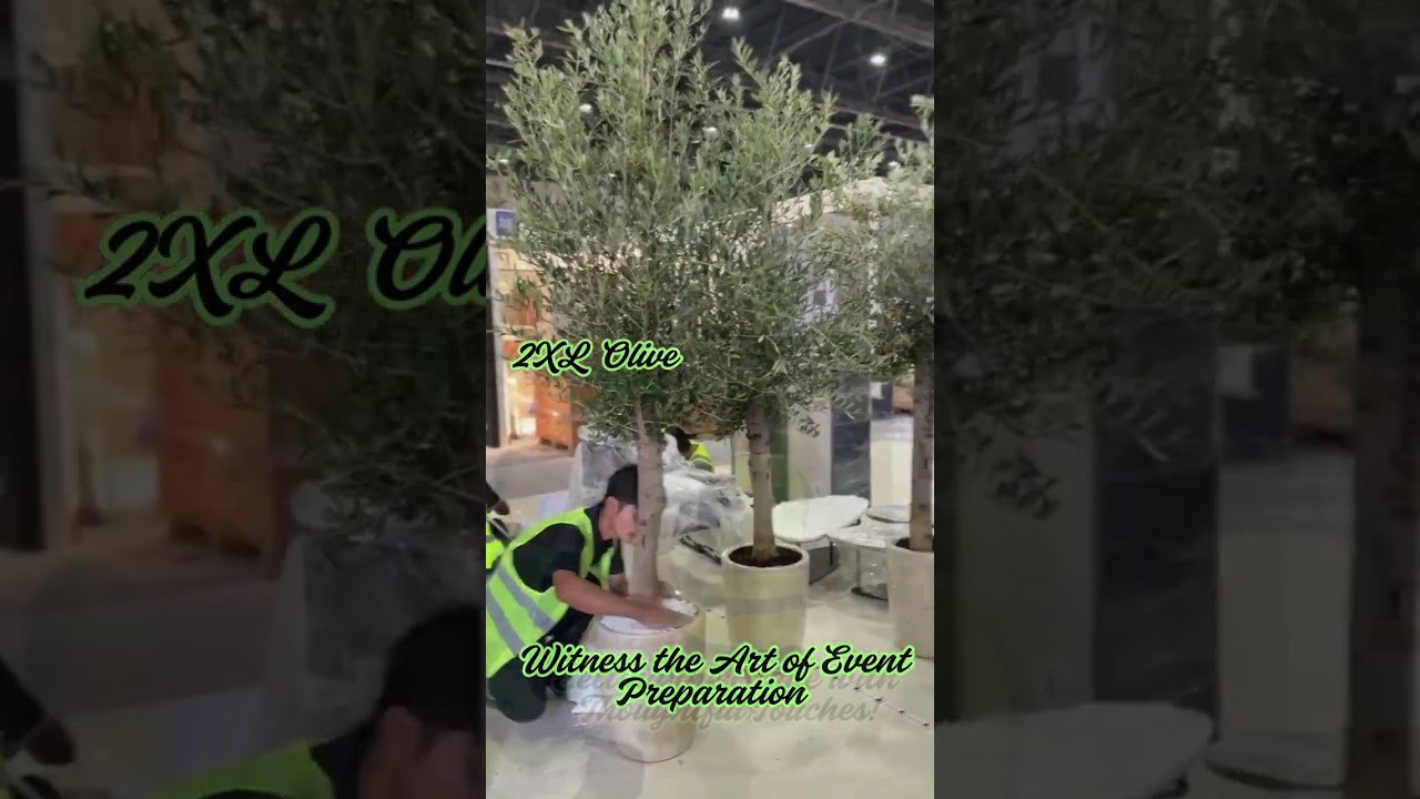 Grand Events Meet Mediterranean Elegance - Premium Potted Olive Trees Rental!