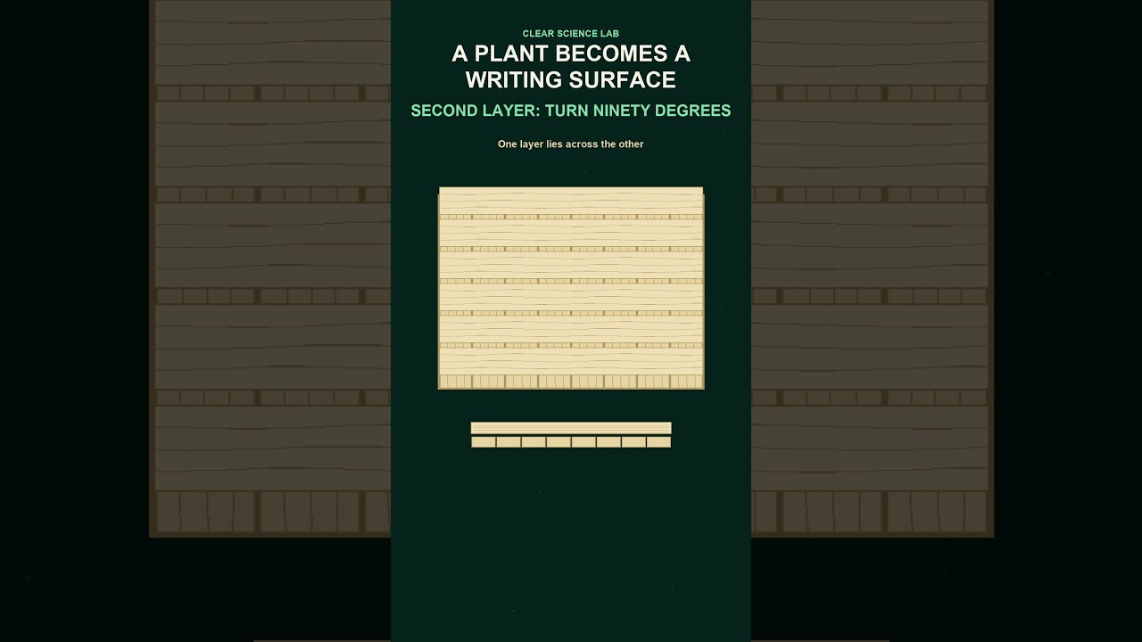 How Papyrus Stems Became a Writing Surface - YouTube