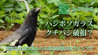 Salviati｜murano｜ガラスオブジェクト｜くちばし破損有｜鳥｜ Salviati｜murano｜ガラスオブジェクト｜くちばし破損有｜鳥