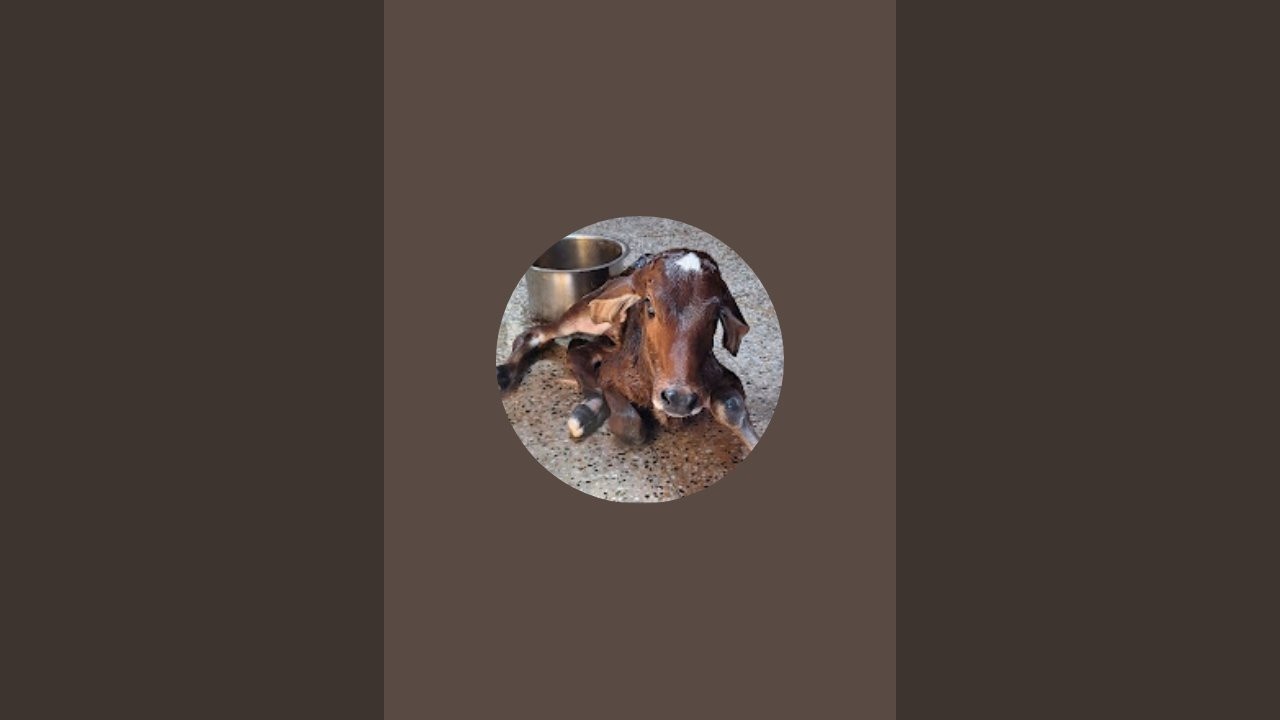 GUNI KI LAXMI BETI is live!