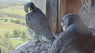 FalconCam Project~Who owns the crazy screaming chick in my box?😂~2:45 pm 2022/12/06