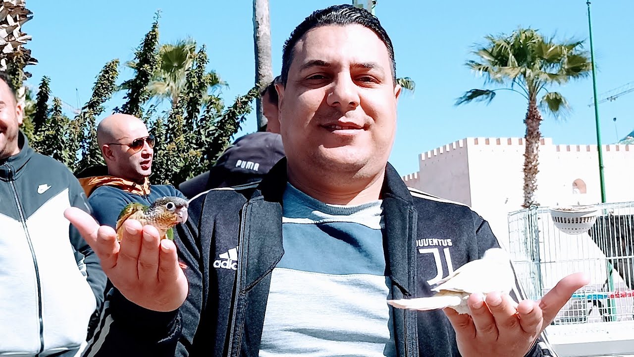 جولة في سوق الطيور 🦜🦜بمدينة مكناس🇲🇦18/2/2024رقم الهاتف: 0619227462