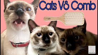 Cats vs Comb | Snowy The Magnificat by SNOWY THE MAGNIFICAT 405 views 3 years ago 2 minutes, 39 seconds