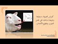 2022 درس3 التكيف عند الحيوانات الصف3 الفصل2 العلوم والحياة
