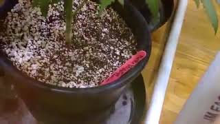Cx Hydroponics Test Day 28 - Purple Phantom Cookies- Big Dans Green Thumb - Big Dans Genetix