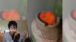 FISH STUCK IN A VASE?! | Fish Tank Review 79