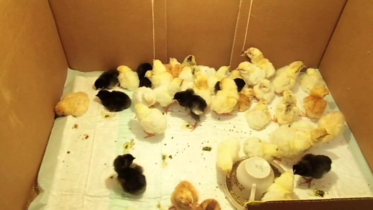 Чем кормить цыплят после вылупления из инкубатора. Цыплята в инкубаторе. Вылупившиеся цыплята. Цыплята из инкубатора. Инкубатор для суточных цыплят.