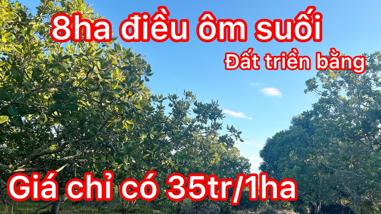 Đã chốt lô đất điều có chòi ôm suối giá siêu rẻ đất bằng 80% giá 35triệu/1ha