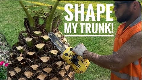 Watch Me Trim A Dangerous Date Palm with a CHAINSAW - Very SHARP!