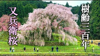【伝説の瀧桜】樹齢300年の又兵衛桜の圧倒的存在感【奈良県宇陀市】