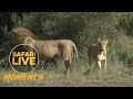 *WARNING GRAPHIC CONTENT* A Fight Between Two Lion Prides Leads to Cubs Dying