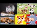 Animal Sound Song | Kindergarten Videos for Children | Cartoons Videos by Little treehouse