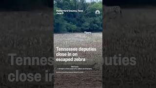 Tennessee deputies close in on escaped zebra