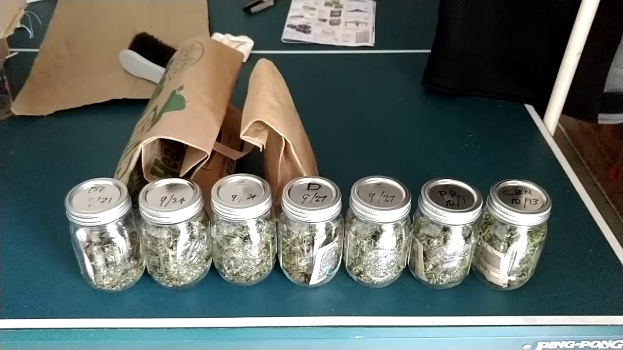 LSD Strain Outdoor Grow 2018 - Harvest Results