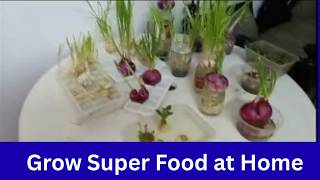Best Superfood Grower/Microgreens 