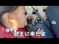 みんなで保育園に迎えに行ったった【長女ゴン🐕次女サン🐕三女ユウ👶】