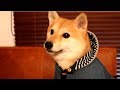 新しいお洋服を完璧に着こなしフリーズする柴犬