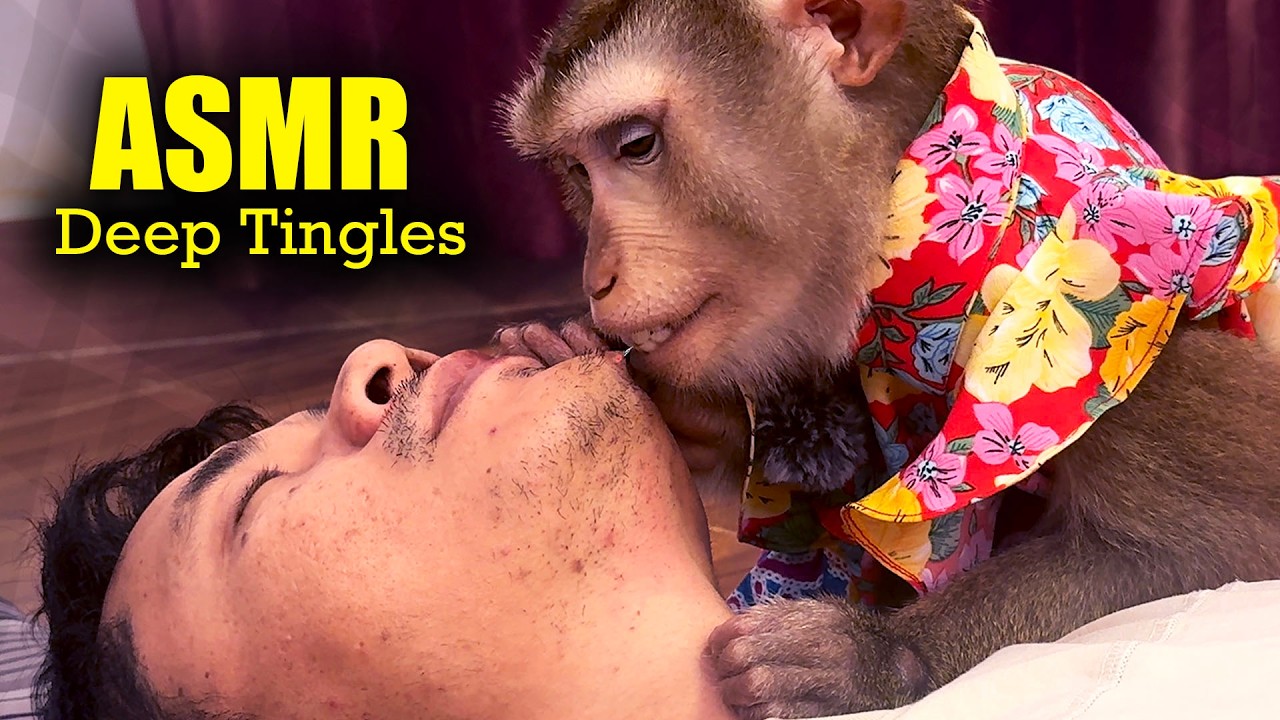 ASMR Deep Tingles | Real Monkey Grooming For People Who NEED Sleep (No Talking)
