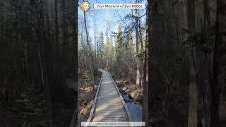 ScienceMan Moment of Zen 0862 #peaceful #walk #hike #forest #nature #beautiful #trees #asmr
