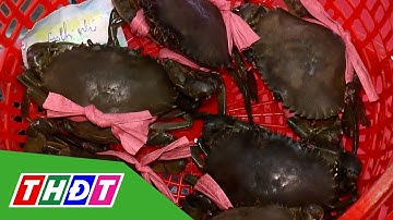 Cà Mau tìm "vua cua" để xác lập kỷ lục Việt Nam | THDT