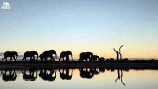 Moments Of Peace With An Elephant Sunset Walk
