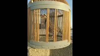 Keklik Sesi / Partridge Voice / Partridge Sound / Keklik / Chukar