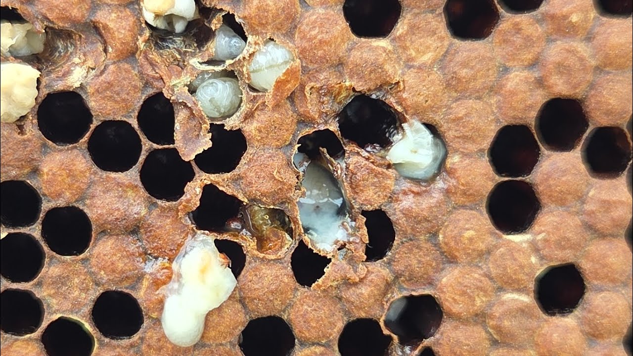 Rodzina skazana na zagładę...