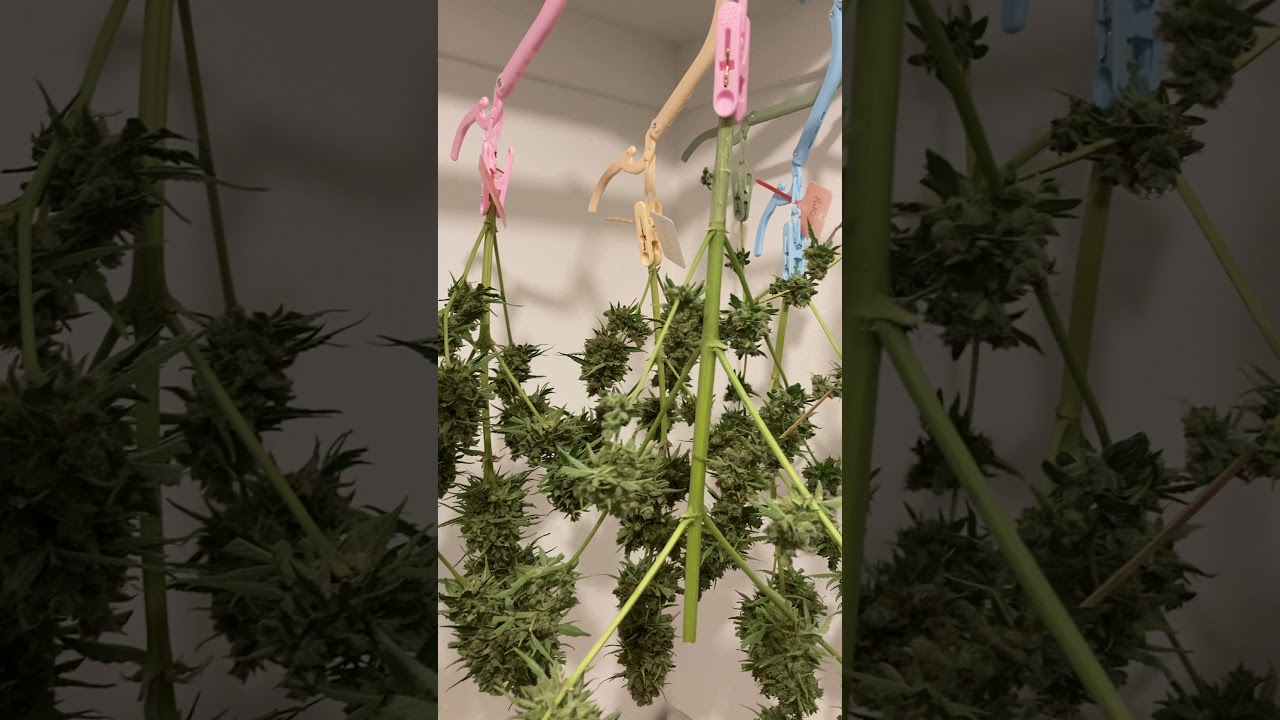 Hung up marijuana plants starting to dry