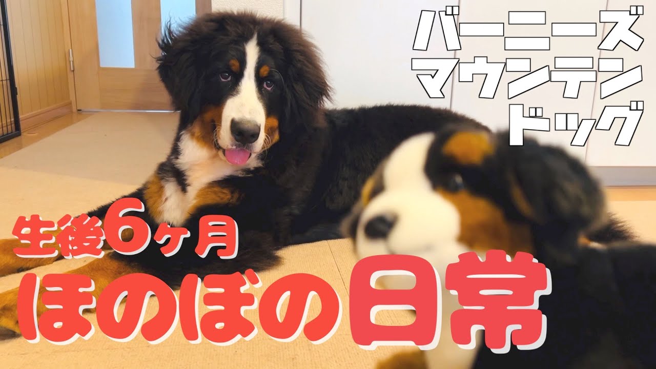生後6ヶ月目のバーニーズマウンテンドッグの日常 - YouTube