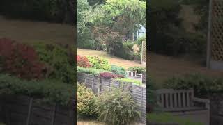 Amazing footage of fox cubs jumping on bouncy hedge 🦊❤️