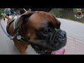 On a walk with boxer dog