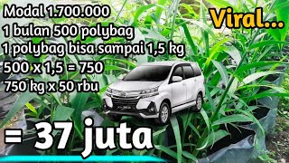 Jahe Merah Sekali Panen Jahe Merah Winn Cd