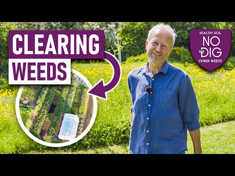 Видео: Tit-Berry: информация и уход – узнайте, как выращивать кустарники Tit-Berry