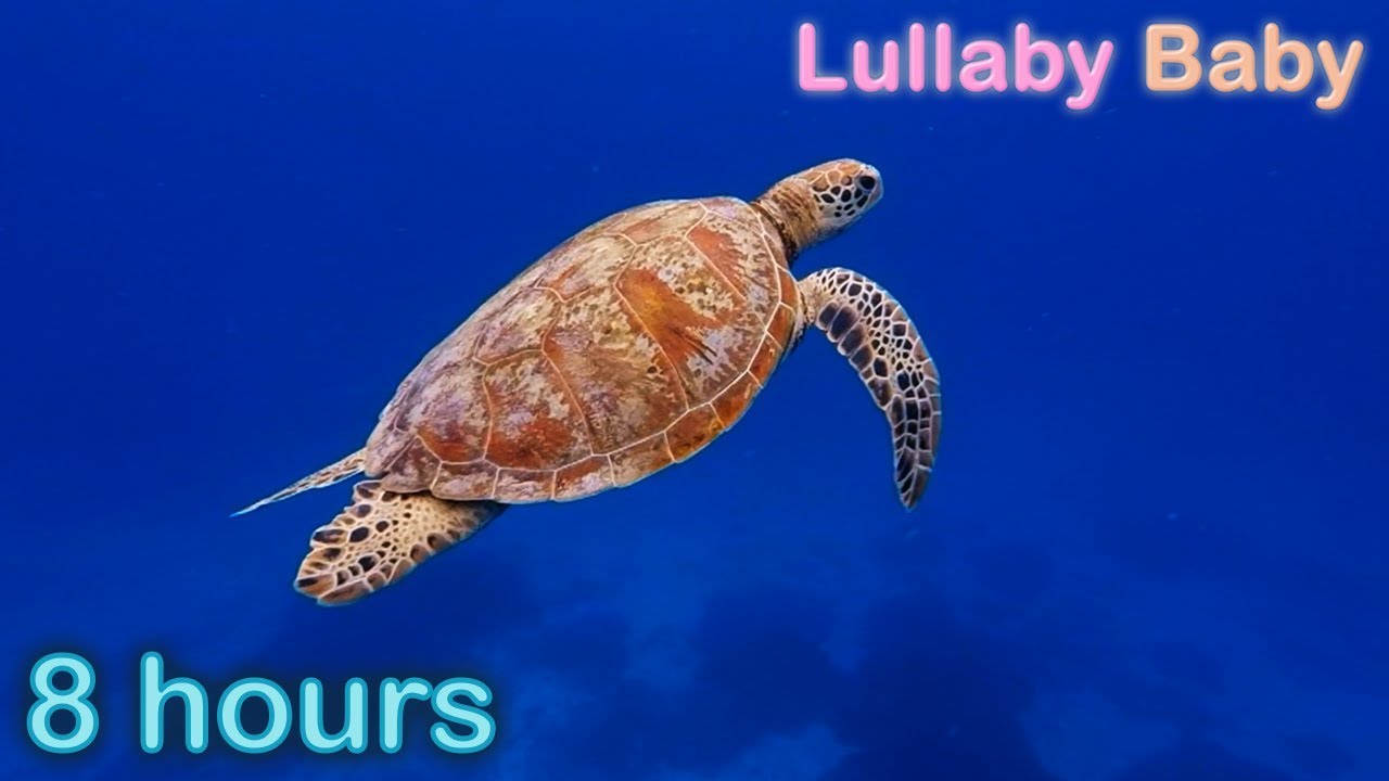 ✰ 8 HOURS ✰ UNDERWATER SOUNDS with MUSIC ♫ SEA TURTLES Swimming ✰ Relaxing Baby Sleep Music