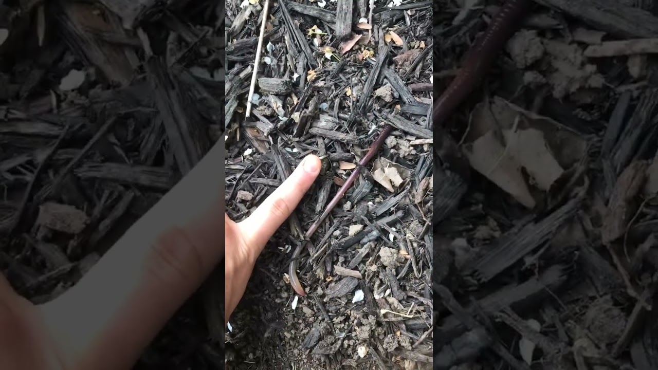 LONGEST WORM EVER...