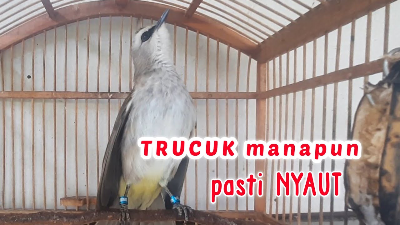 TRUCUK MANAPUN LANGSUNG EMOSI NYAUT TARUNG, PANCINGAN TRUCUKAN