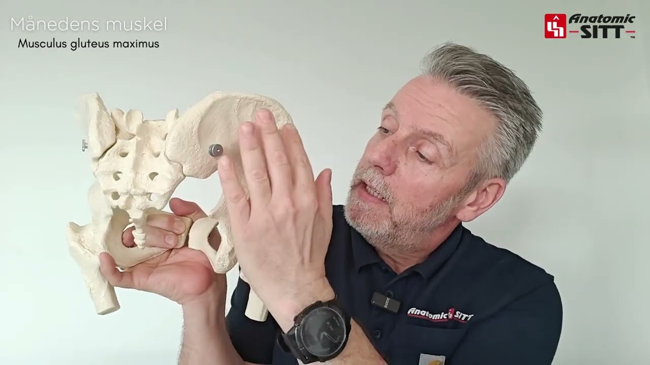 Månedens muskel - Musculus Gluteus Maximus