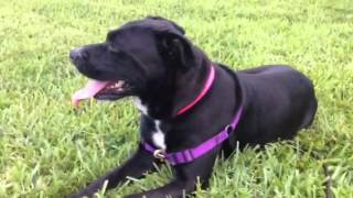 Mama, 2 year female Labrador Retriever and Rottweiler Mix Available for Adoption