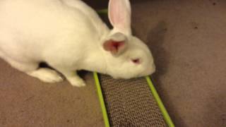 Elektra Vs Cat Scratch Board